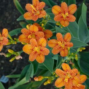 BELAMCANDA CHINENSIS `FRECKLE FACE`