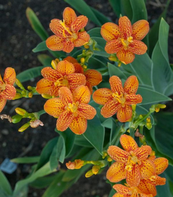 BELAMCANDA CHINENSIS `FRECKLE FACE`