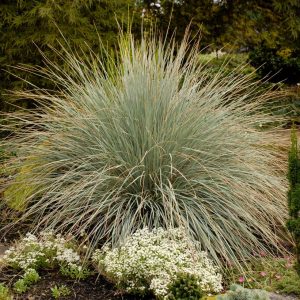 HELICTOTRICHON SEMPERVIRENS