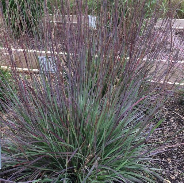 SCHIZACHYRIUM SCOPARIUM `SMOKE SIGNAL`