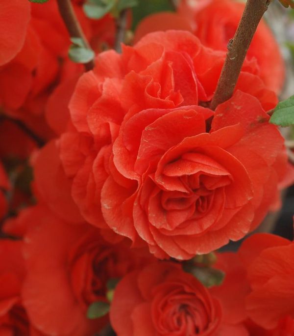CHAENOMELES `DOUBLE TAKE ORANGE`