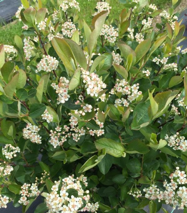 ARONIA LO SCAPE `HEDGER`