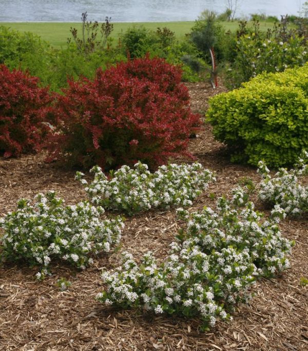 ARONIA LO SCAPE `MOUND`