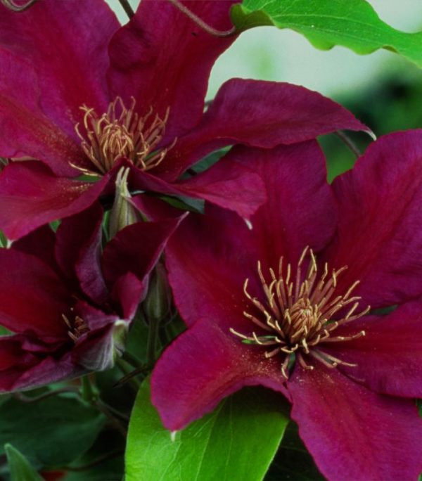 CLEMATIS `PICARDY` (MUST SLEEVE)