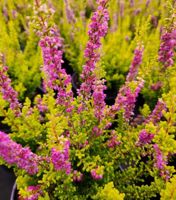 CALLUNA VULGARIS `FIREFLY`