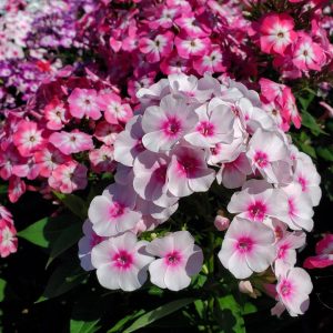 PHLOX `VOLCANO MEDLEY`