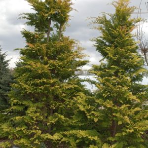 CHAMAECYPARIS OBTUSA `CRIPPSII`