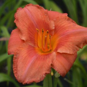 HEMEROCALLIS `SOUTH SEAS`