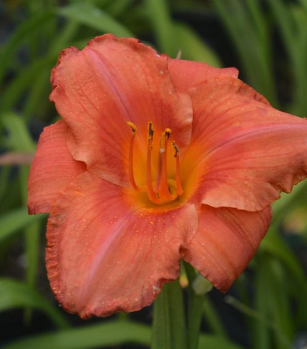 HEMEROCALLIS `SOUTH SEAS`