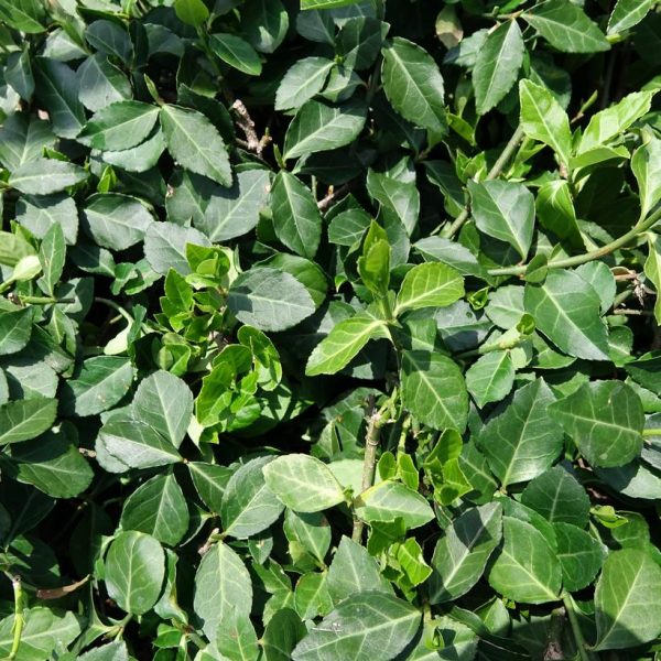 EUONYMUS COLORATUS