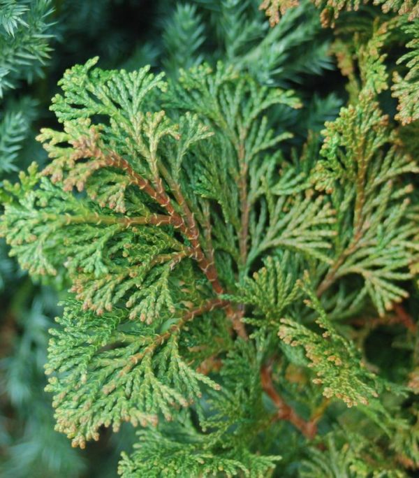 CHAMAECYPARIS OBTUSA `GRACILIS`