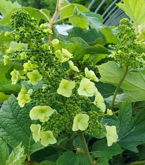 HYDRANGEA QUE. `MUNCHKIN`