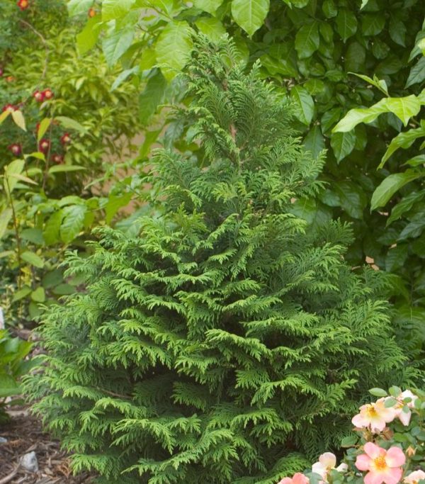 CHAMAECYPARIS PISIFERA `SOFT SERVE`