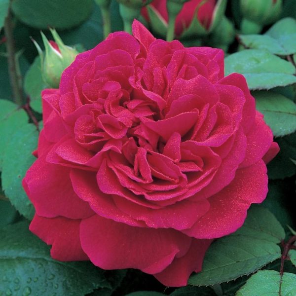 ROSA `TESS OF THE D`URBERVILLES`