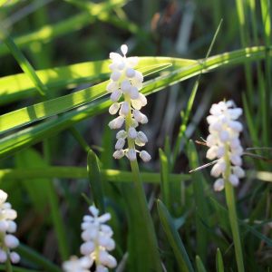 LIRIOPE `MONROE WHITE`