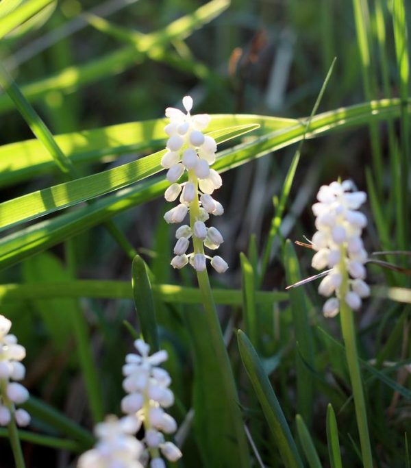 LIRIOPE `MONROE WHITE`