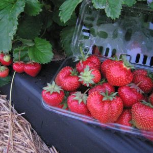 STRAWBERRY `JEWEL`