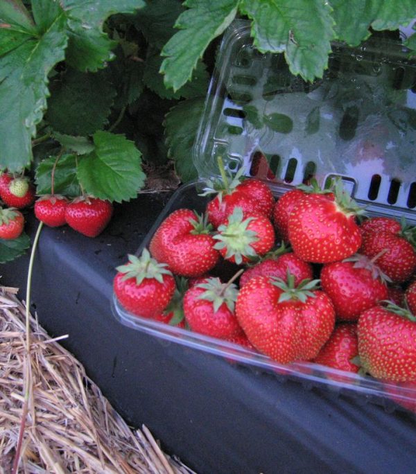 STRAWBERRY `JEWEL`