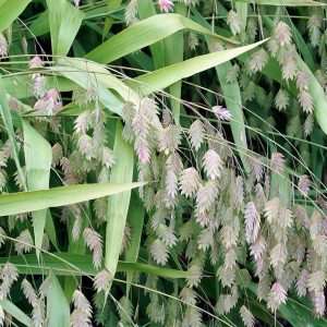 CHASMANTHIUM LATIFOLIUM