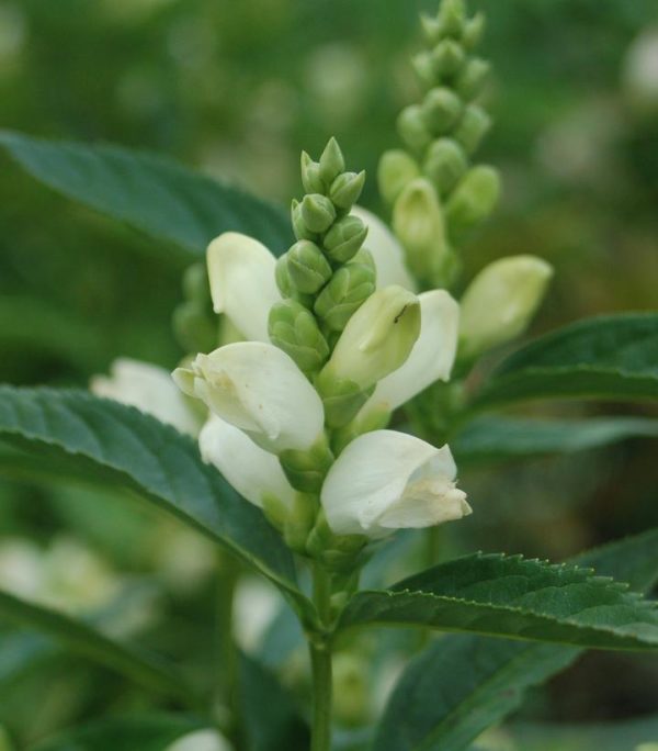 CHELONE GLABRA