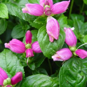 CHELONE LYONII `HOT LIPS`