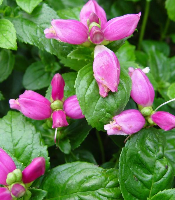 CHELONE LYONII `HOT LIPS`