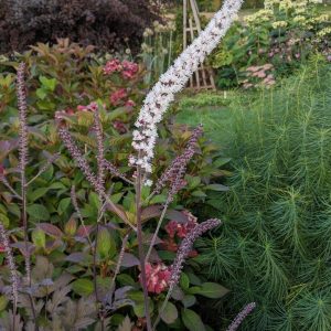 ACTAEA SIMPLEX `BRUNETTE` (CIMICIFUGA)