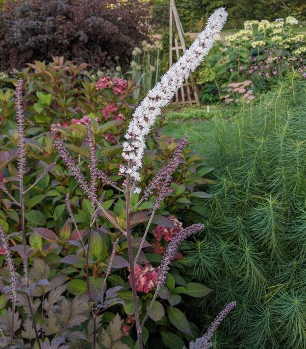 ACTAEA SIMPLEX `BRUNETTE` (CIMICIFUGA)