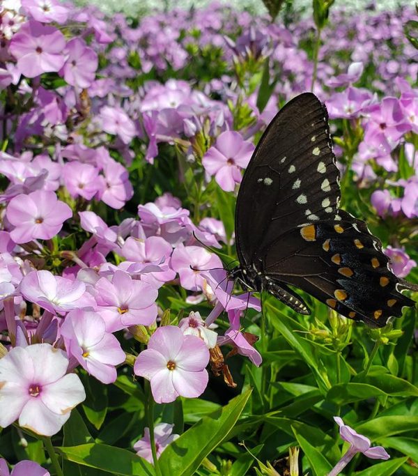 PHLOX `OPENING ACT BLUSH`