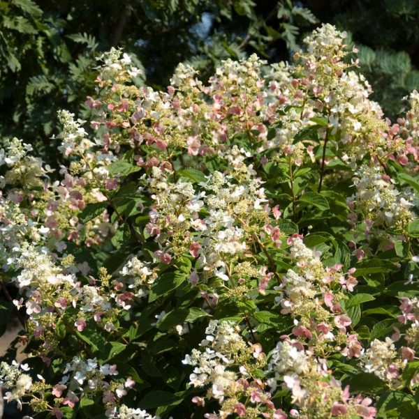 HYDRANGEA PAN. `PINK DIAMOND` - TREE