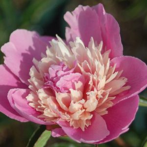 PAEONIA LACTIFLORA `MME. EMILE DEBATENE`