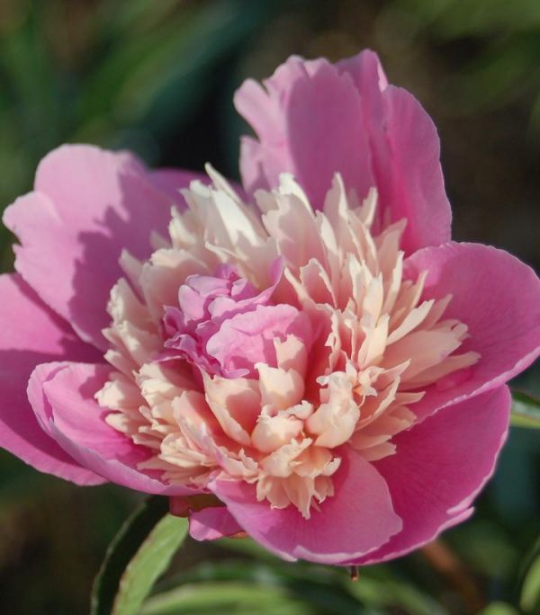 PAEONIA LACTIFLORA `MME. EMILE DEBATENE`