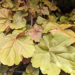 HEUCHERA `APRICOT`