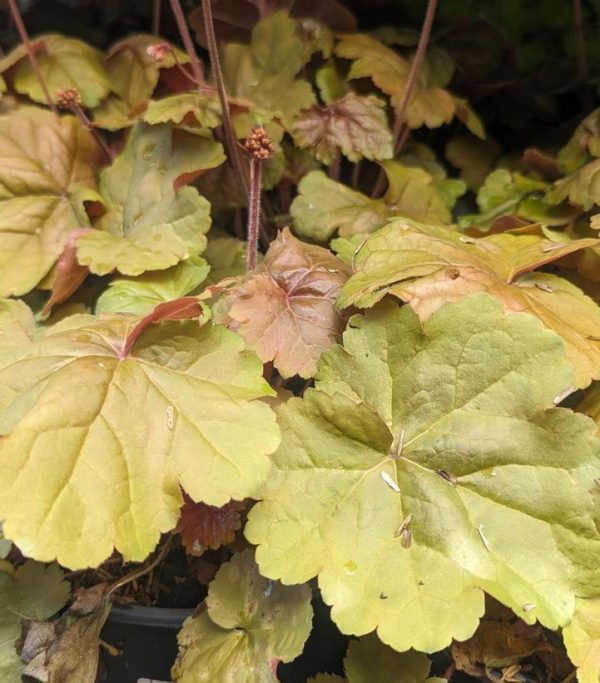 HEUCHERA `APRICOT`