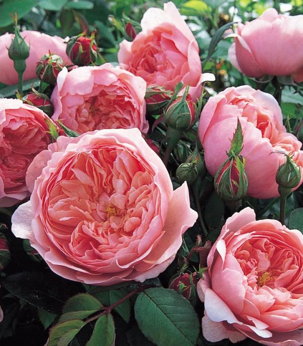 ROSA `THE ALNWICK ROSE`
