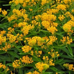 ASCLEPIAS TUBEROSA `HELLO YELLOW`