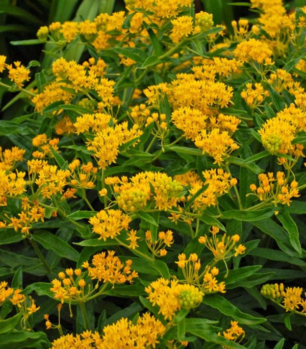 ASCLEPIAS TUBEROSA `HELLO YELLOW`