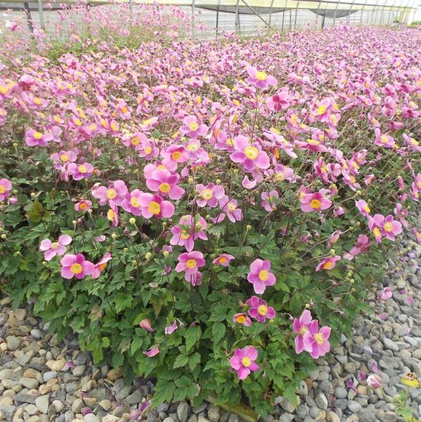ANEMONE `LUCKY CHARM`