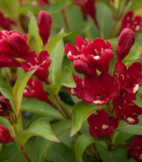 WEIGELA X `MAROON SWOON`