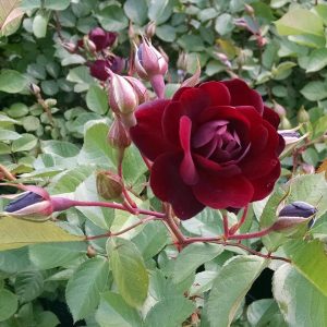 ROSA `NAVY LADY`