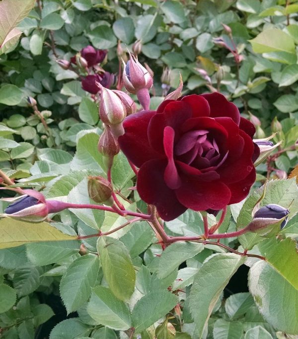 ROSA `NAVY LADY`