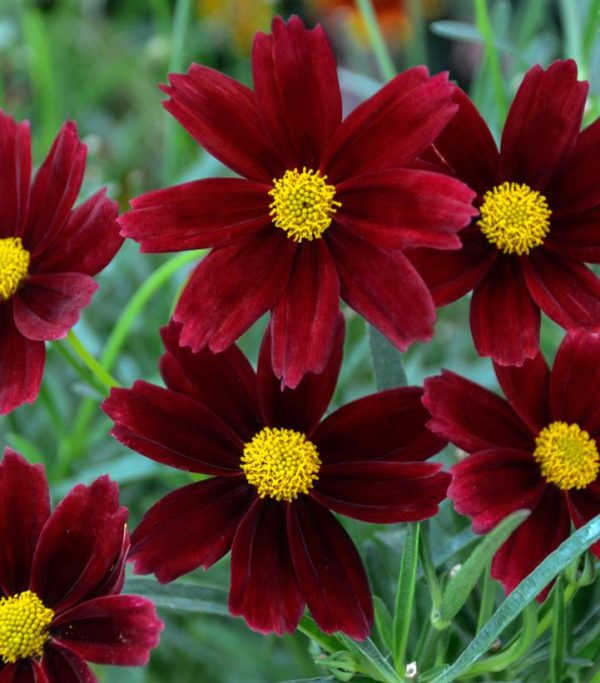 COREOPSIS LI`L BANG `RED ELF`