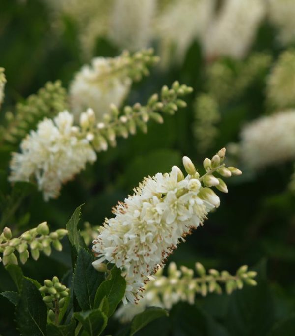 CLETHRA `SUGARTINA CRYSTALINA`