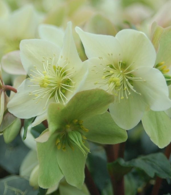 HELLEBORUS `CHAMPION`