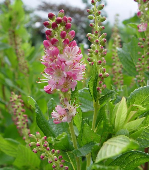 CLETHRA ALNIFOLIA `RUBY SPICE`