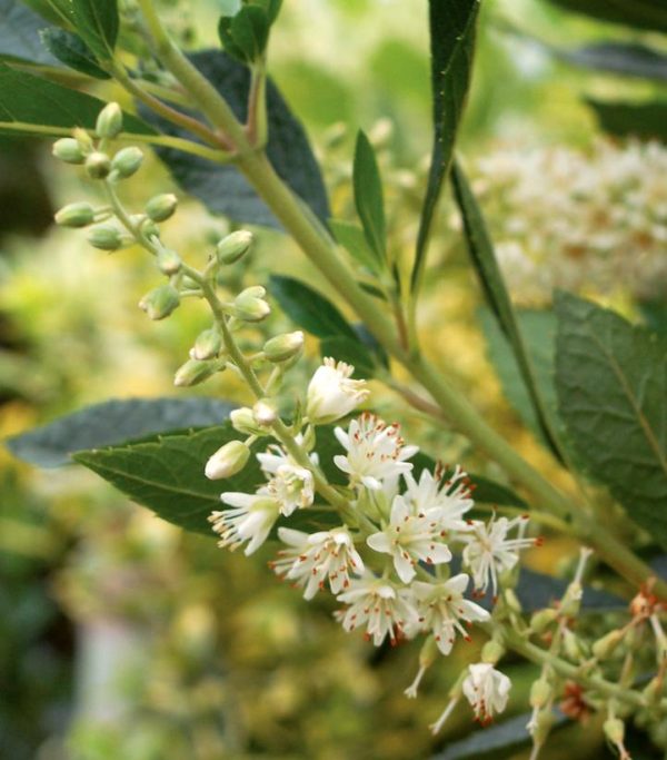CLETHRA ALNIFOLIA `HUMMINGBIRD`