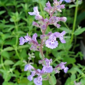 NEPETA `JUNIOR WALKER`