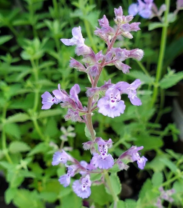 NEPETA `JUNIOR WALKER`