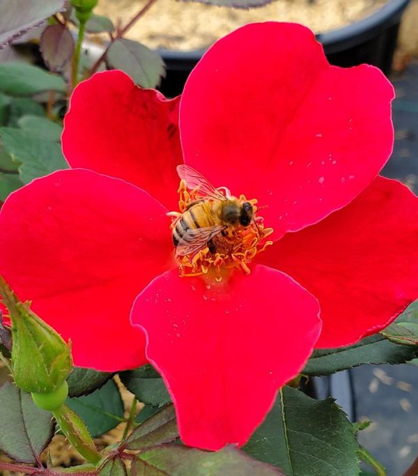 ROSA `MIRACLE ON THE HUDSON`