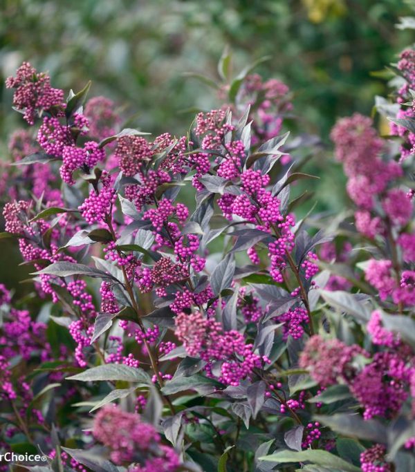 CALLICARPA X `PEARL GLAM`